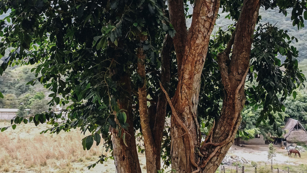Still from Searching for Capomo — capomo 1 2