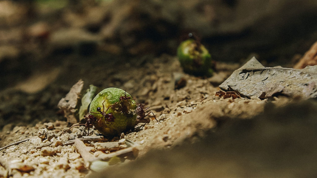 Still from Searching for Capomo — capomo 3