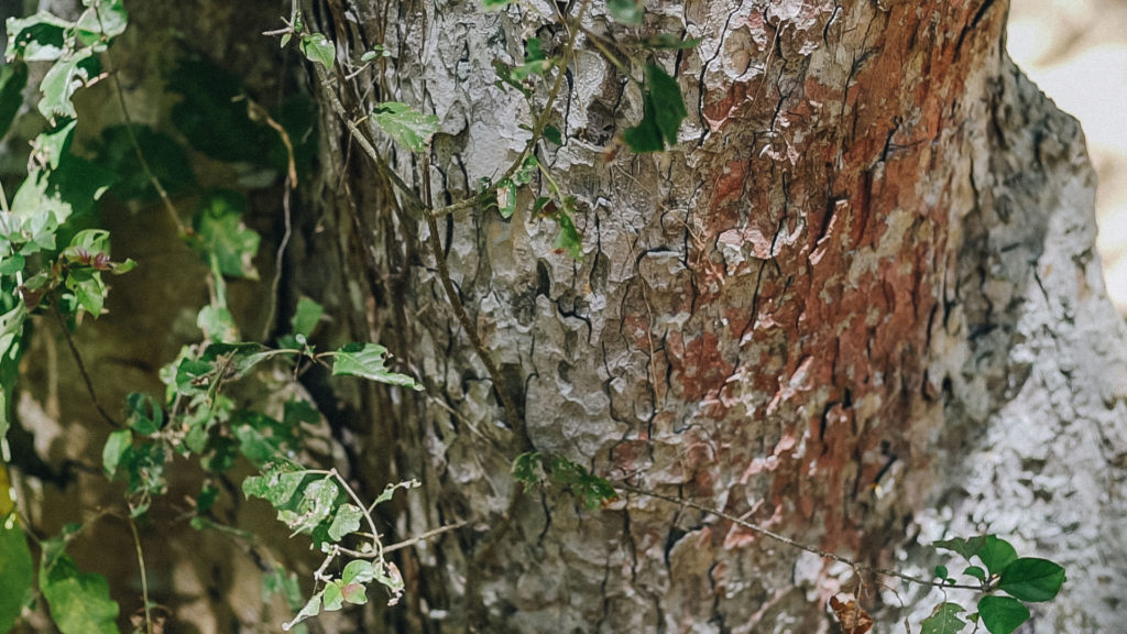Still from Searching for Capomo — capomo 4