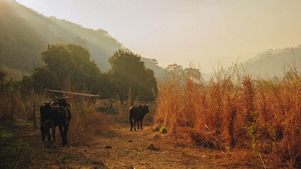 Still from Searching for Capomo — Yelapa