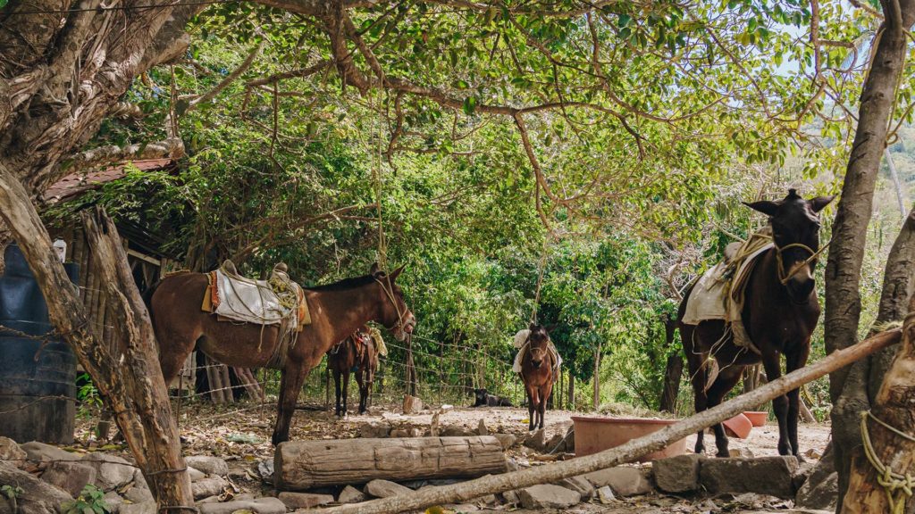 Still from Searching for Capomo — Yelapa