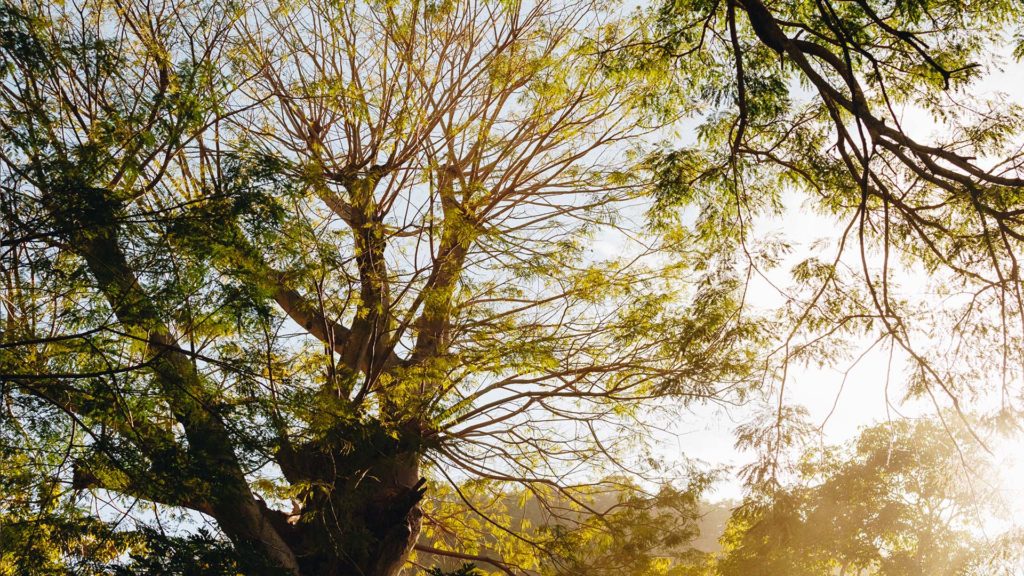 Still from Searching for Capomo — Yelapa