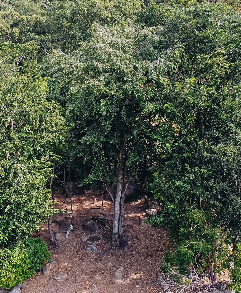 Capomo tree (Brosimum alicastrum) in western Mexico