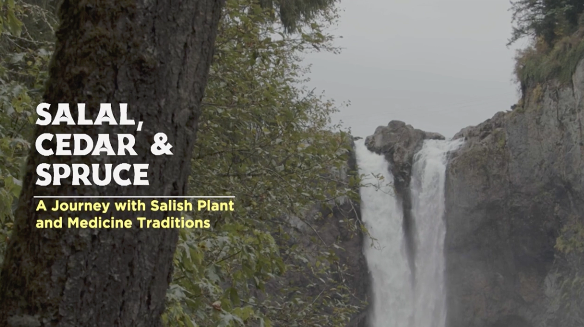 Salal, Cedar and Spruce poster