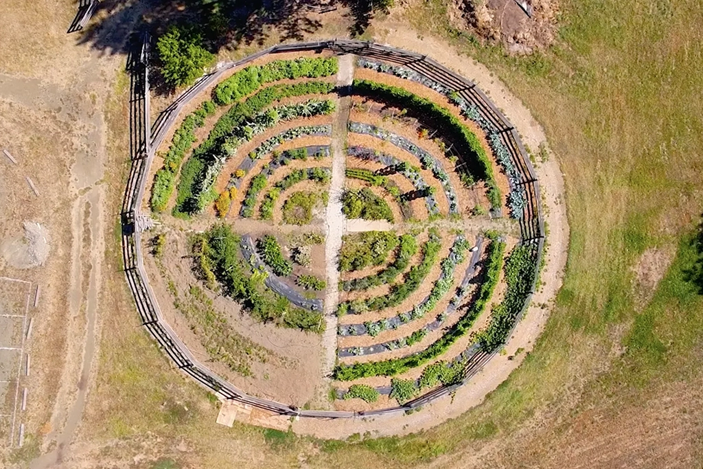 Salish plant and medicine traditions